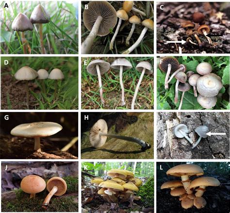 psilocybe strains|list of psilocybin mushroom species.